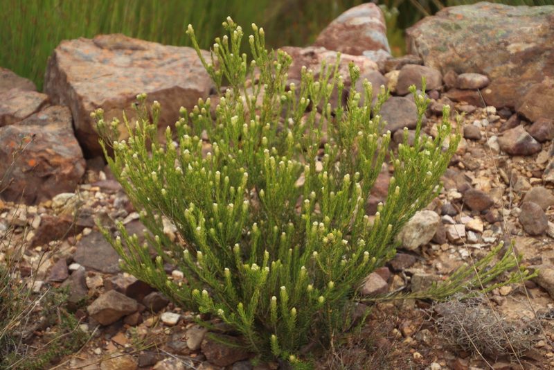 Phylica excelsa, photographed by Tony Rebelo