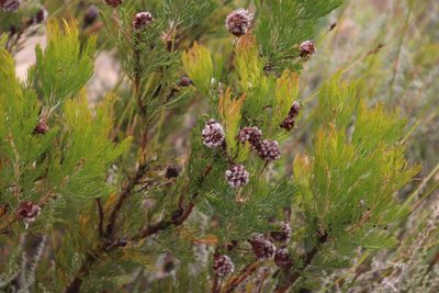 Serruria acrocarpa, photographed by Tony Rebelo