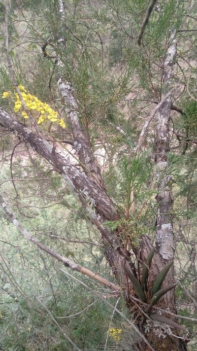 Trichocentrum brachyphyllum, photographed by Fredy