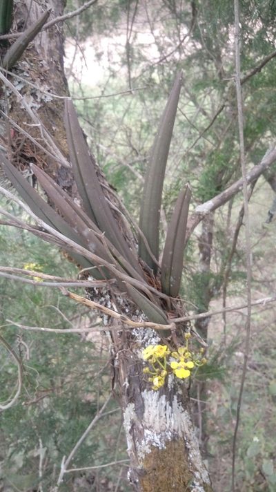 Trichocentrum brachyphyllum, photographed by Fredy
