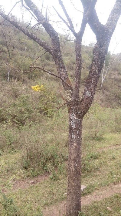 Trichocentrum brachyphyllum, photographed by Fredy