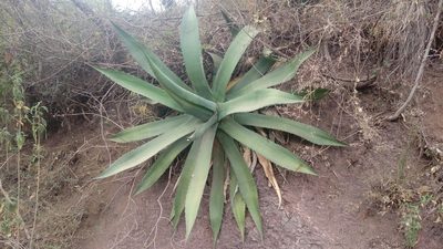 Agave inaequidens, photographed by Fredy