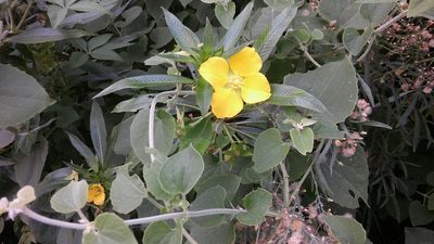 Ludwigia elegans, photographed by Bahiano Ayala