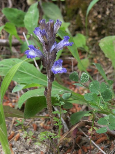 Orobanche mutelii, photographed by Yves Bas