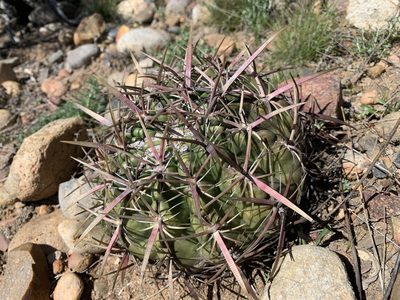Ferocactus viridescens, photographed by Eric Alan Isaacson