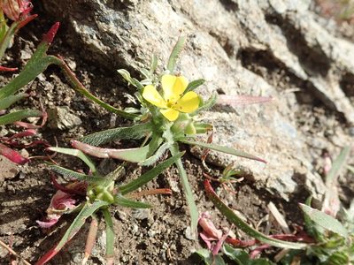 Tetrapteron graciliflorum, photographed by joergmlpts