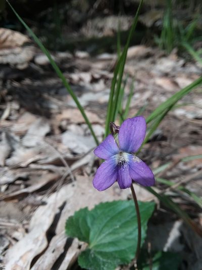 Viola missouriensis, photographed by Will McFarland