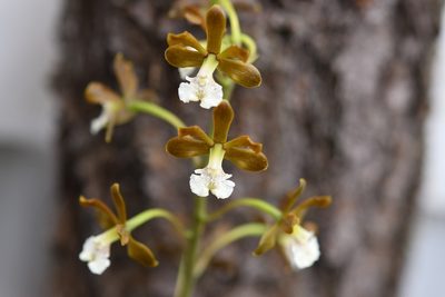 Prosthechea varicosa, photographed by Neptalí Ramírez Marcial