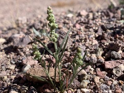 Oligomeris linifolia, photographed by william_hoyer