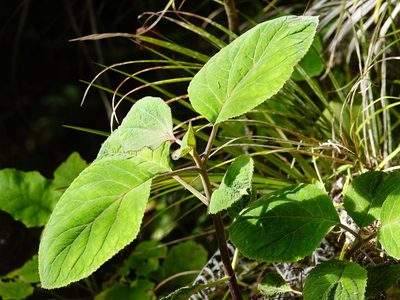 Bartlettina sordida, photographed by Jacqui Geux