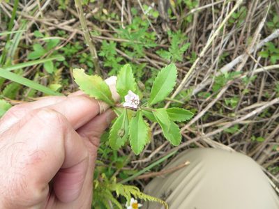 Capraria biflora, photographed by Ben Machado