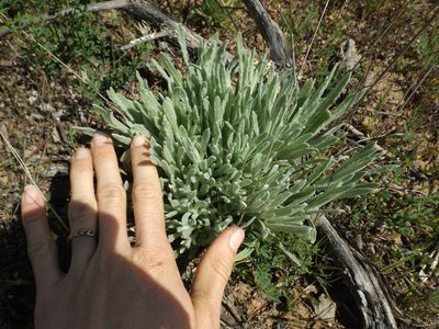 Pseudognaphalium beneolens, photographed by Amy