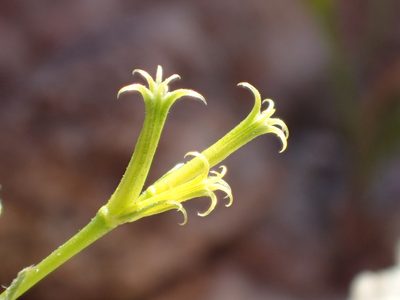 Chorizanthe brevicornu, photographed by rockybajada