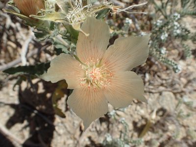 Mentzelia involucrata, photographed by rockybajada