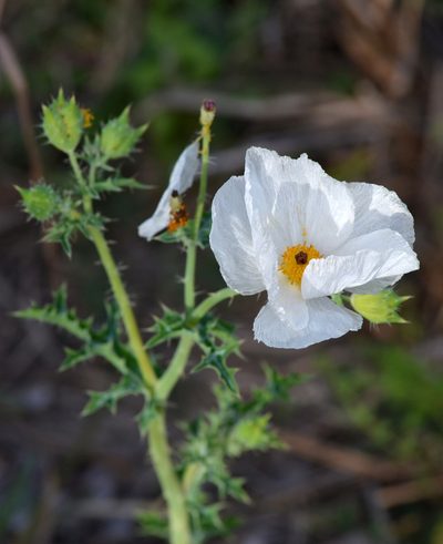 Argemone aurantiaca, photographed by Wes Copas