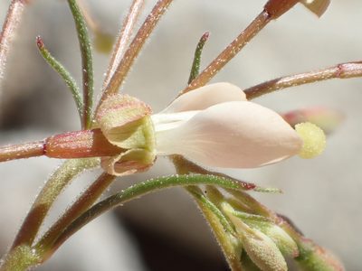 Eremothera refracta, photographed by rockybajada