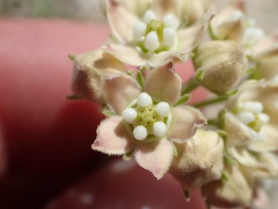 Funastrum hirtellum, photographed by rockybajada
