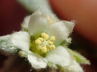Argythamnia argentea, photographed by rockybajada