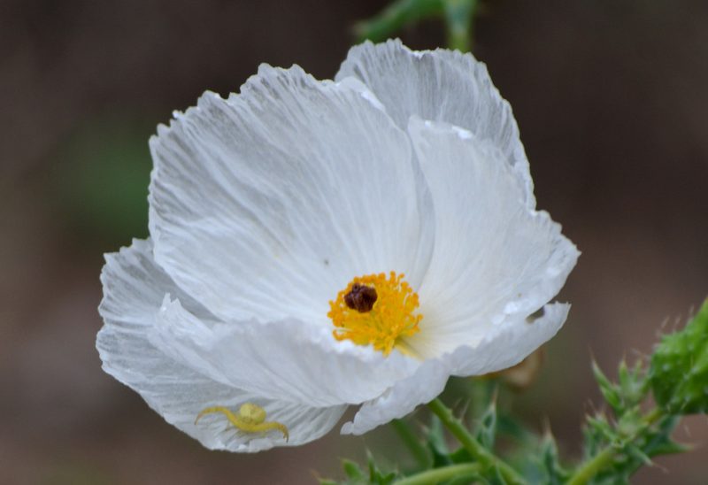 Argemone aurantiaca, photographed by Wes Copas