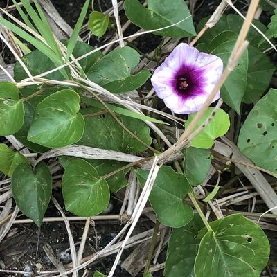 Ipomoea littoralis, photographed by Takaaki Hattori