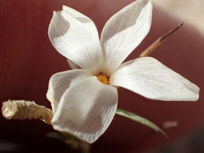 Linanthus jonesii, photographed by rockybajada