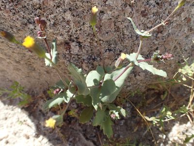 Senecio mohavensis, photographed by rockybajada