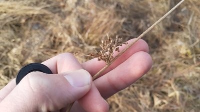 Juncus pylaei, photographed by Quinten Wiegersma