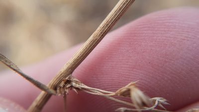 Juncus pylaei, photographed by Quinten Wiegersma
