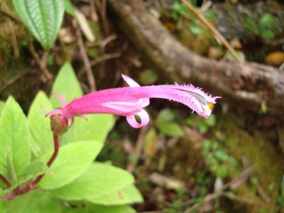 Centropogon gutierrezii, photographed by Leigha S