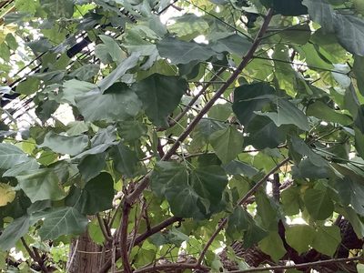 Erythrina variegata, photographed by 呂一起(Lyu yi-chi)