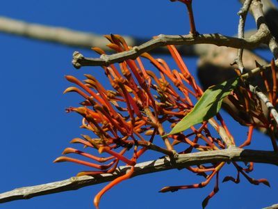 Psittacanthus mayanus, photographed by Mauricio Soto David