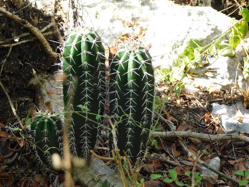 Stenocereus laevigatus, photographed by Mauricio Soto David