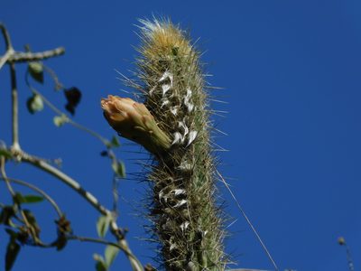 Pilosocereus gaumeri, photographed by Mauricio Soto David