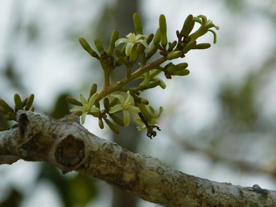 Jacaratia mexicana, photographed by Mauricio Soto David