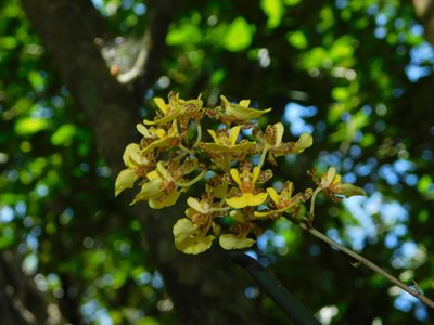 Trichocentrum ascendens, photographed by Mauricio Soto David