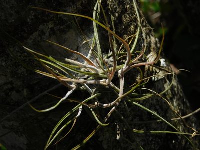 Tillandsia schiedeana, photographed by Mauricio Soto David
