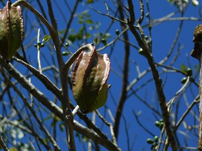 Jacaratia mexicana, photographed by Mauricio Soto David