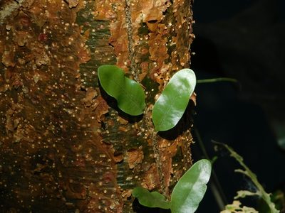 Microgramma nitida, photographed by Mauricio Soto David