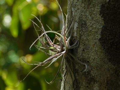 Tillandsia schiedeana, photographed by Mauricio Soto David