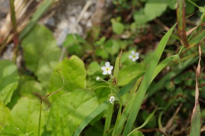 Androsace umbellata, photographed by Takaaki Hattori