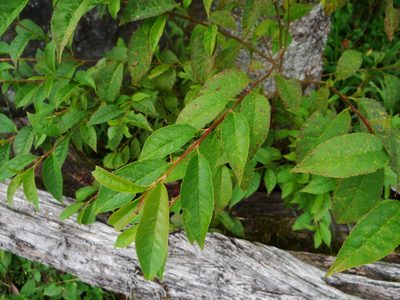 Prunus buergeriana, photographed by 呂一起(Lyu yi-chi)