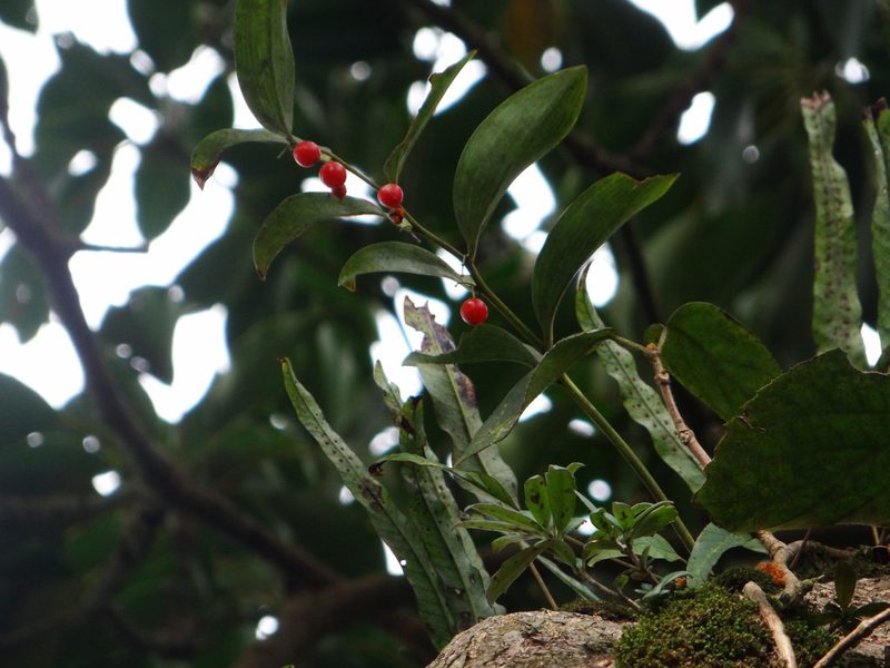 Heteropolygonatum alte-lobatum, photographed by 呂一起(Lyu yi-chi)