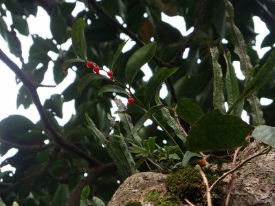 Heteropolygonatum alte-lobatum, photographed by 呂一起(Lyu yi-chi)