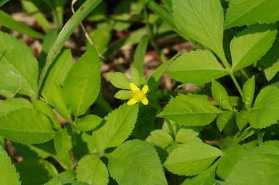 Ranunculus sieboldii, photographed by Takaaki Hattori
