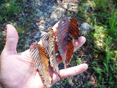 Carpinus rankanensis, photographed by 呂一起(Lyu yi-chi)