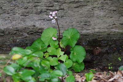 Begonia fenicis, photographed by Takaaki Hattori