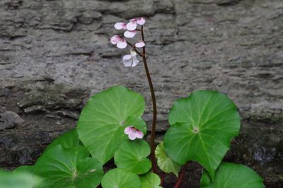 Begonia fenicis, photographed by Takaaki Hattori