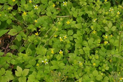 Ranunculus sieboldii, photographed by Takaaki Hattori