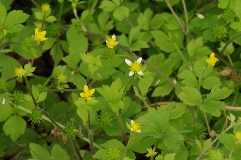 Ranunculus sieboldii, photographed by Takaaki Hattori