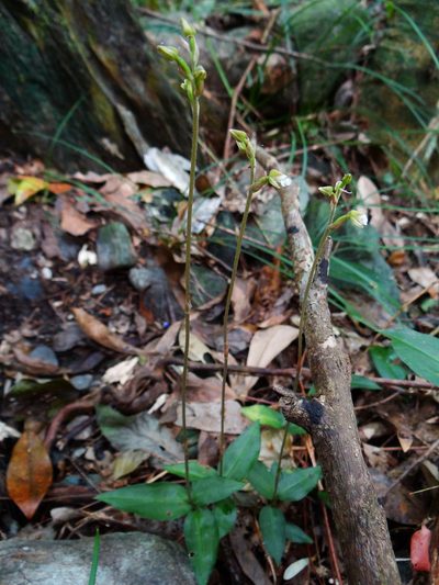 Zeuxine nervosa, photographed by 呂一起(Lyu yi-chi)